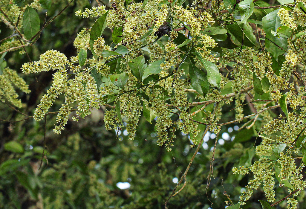 Homalium longistylum