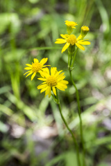 Packera pseudaurea