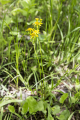 Packera pseudaurea