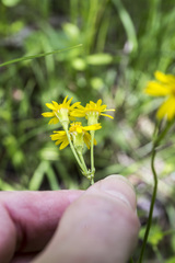 Packera pseudaurea