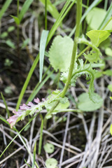 Packera pseudaurea