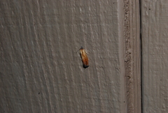 Eucosma umbrastriana