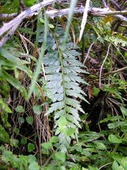 Asplenium braithwaitei