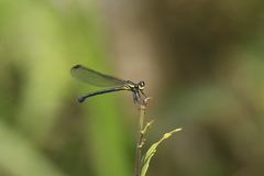 Bayadera brevicauda