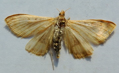 Ostrinia
