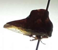 Telamona ampelopsidis