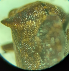 Telamona ampelopsidis