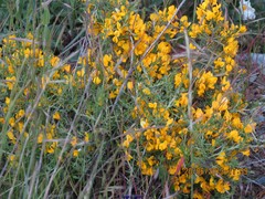 Genista pilosa