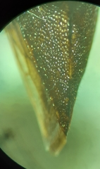 Telamona ampelopsidis