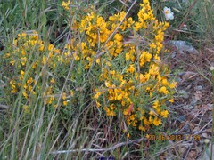 Genista pilosa