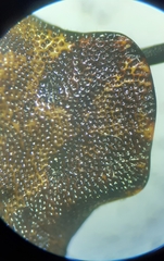 Telamona ampelopsidis