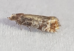 Eucopina tocullionana