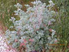 Artemisia alba