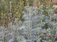 Artemisia alba
