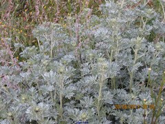 Artemisia alba