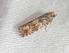 Eucopina tocullionana