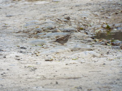 Spizella passerina