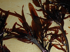 Prionitis lanceolata