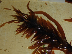 Prionitis lanceolata