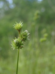Carex albolutescens