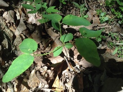 Euphorbia mercurialina