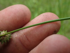 Carex albolutescens