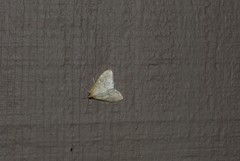 Hahncappsia pergilvalis