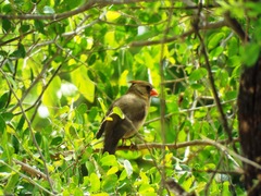 Cardinalis cardinalis