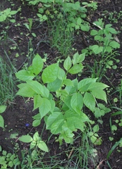 Fraxinus pennsylvanica