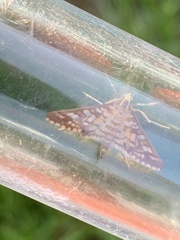 Epipagis fenestralis