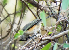 Baeolophus atricristatus