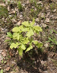 Quercus robur