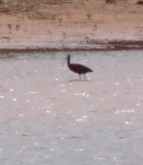 Plegadis chihi