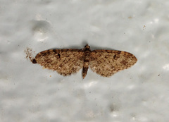 Eupithecia annulata