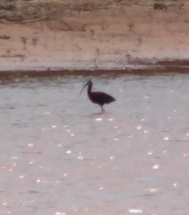 Plegadis chihi