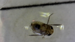 Nepomorpha