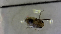 Nepomorpha