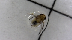Nepomorpha