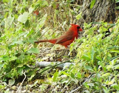 Cardinalis cardinalis