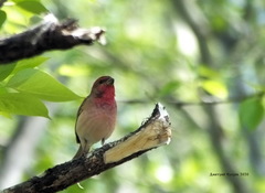 Carpodacus erythrinus