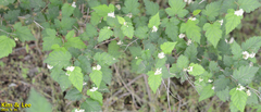 Rubus crataegifolius