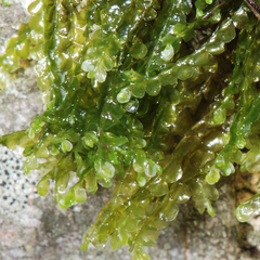 Chiloscyphus pallescens