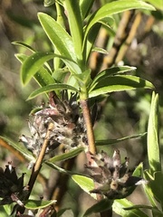 Salix repens