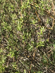 Salix repens