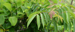 Rhus javanica