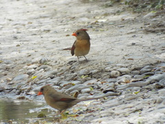 Cardinalis cardinalis