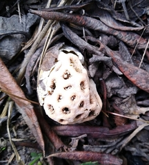 Clathrus transvaalensis