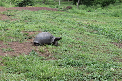 Chelonoidis niger porteri