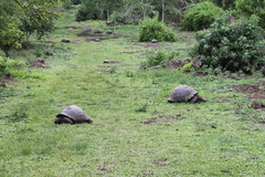 Chelonoidis niger porteri