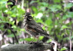 Turdus iliacus
